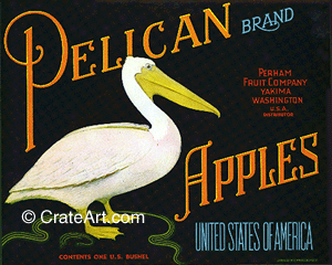 PELICAN (A)