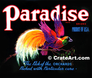 PARADISE (A) #3