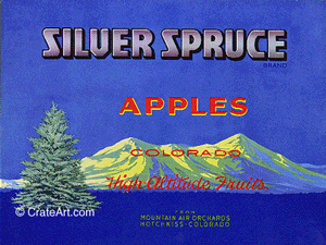 SILVER SPRUCE (A)