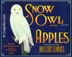 SNOW OWL (A) #1