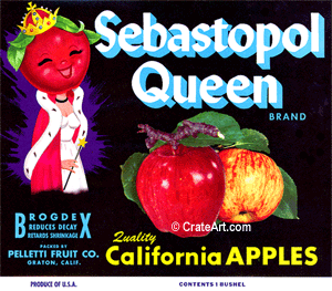 SEBASTOPOL QUEEN (A)