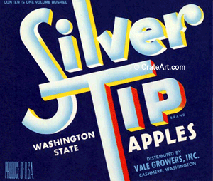 SILVER TIP (A)