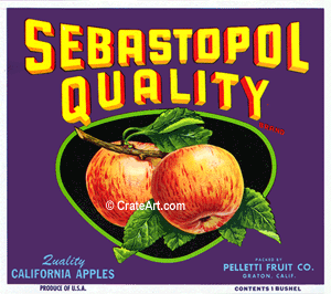 SEBASTOPOL QUALITY (A)