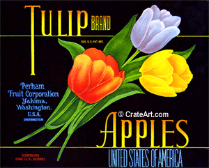 TULIP (A) #2