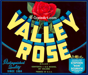 VALLEY ROSE (A)