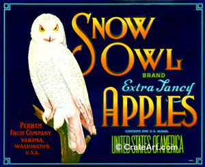 SNOW OWL (A) #3