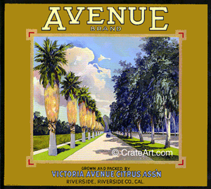 AVENUE (O) #1