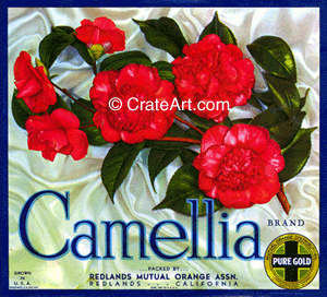 CAMELLIA (O)