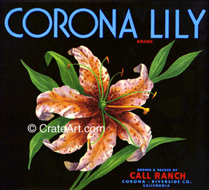 CORONA LILY (O)