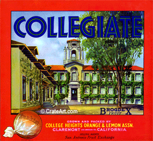 COLLEGIATE (O)