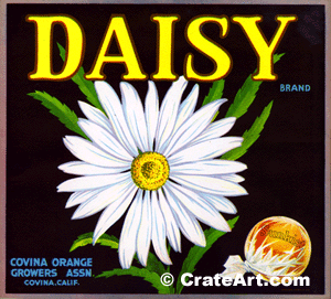 DAISY (O)