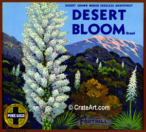 DESERT BLOOM (GF)