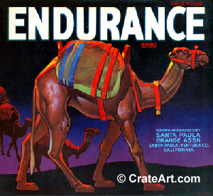 ENDURANCE (O)