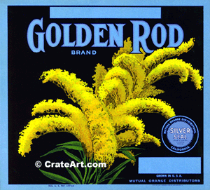 GOLDEN ROD (O) #1