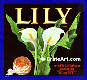 LILY (O)