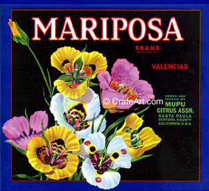 MARIPOSA (O)