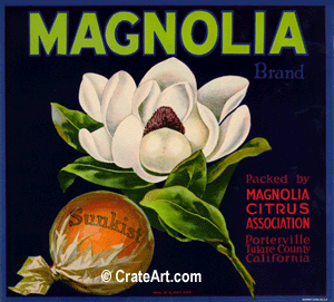 MAGNOLIA (O)