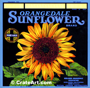 SUNFLOWER (O) #3