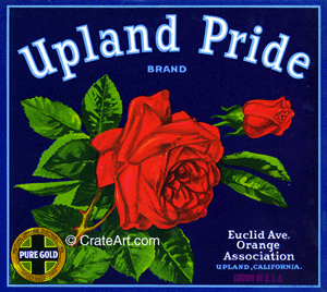 UPLAND PRIDE (O)