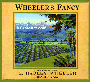 WHEELER'S FANCY (O)