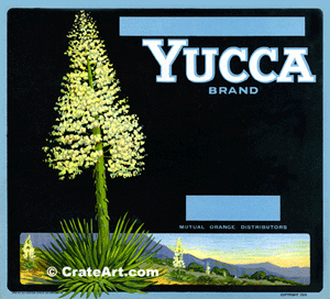 YUCCA (O)