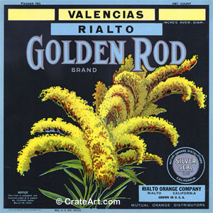 GOLDEN ROD (O) #6