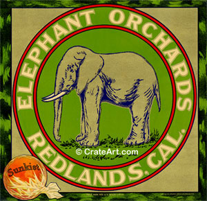 ELEPHANT ORCHARDS (O)