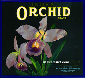 ORCHID (O) #2