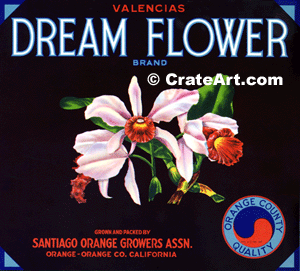 DREAM FLOWER (O)