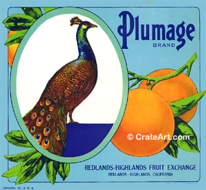 PLUMAGE (O)