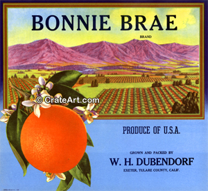 BONNIE BRAE (O)