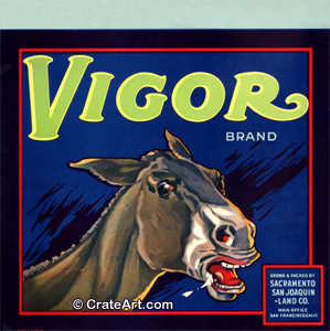 VIGOR (O) #1