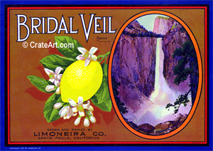 BRIDAL VEIL (L)