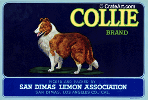 COLLIE (L)