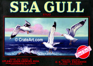 SEA GULL (L)