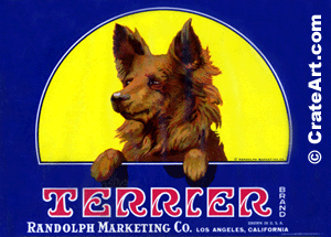 TERRIER (L)