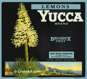 YUCCA (L)