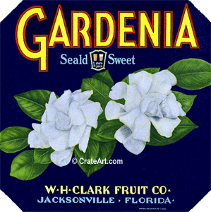 GARDENIA (F)