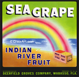 SEA GRAPE (F)