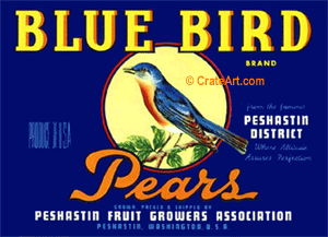 BLUE BIRD (P)