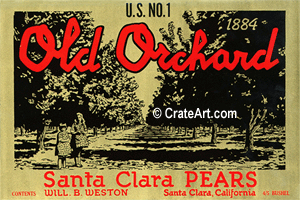 OLD ORCHARD (P) #1