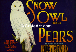 SNOW OWL (P) #1