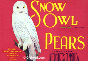 SNOW OWL (P) #2