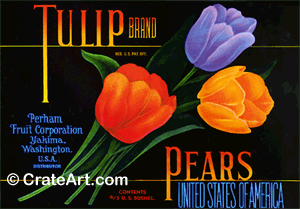 TULIP (P)