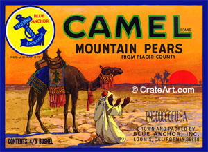 CAMEL (P)