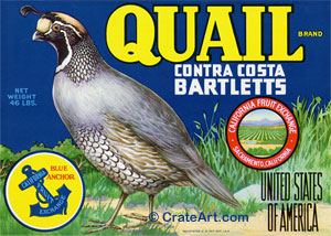 QUAIL (P)