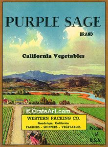 PURPLE SAGE (V)