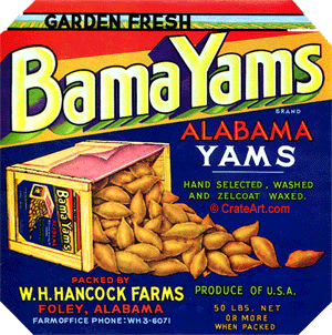 BAMA YAMS (Y)