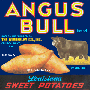 ANGUS BULL (Y)