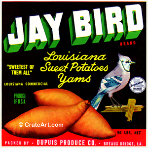 JAY BIRD (Y)